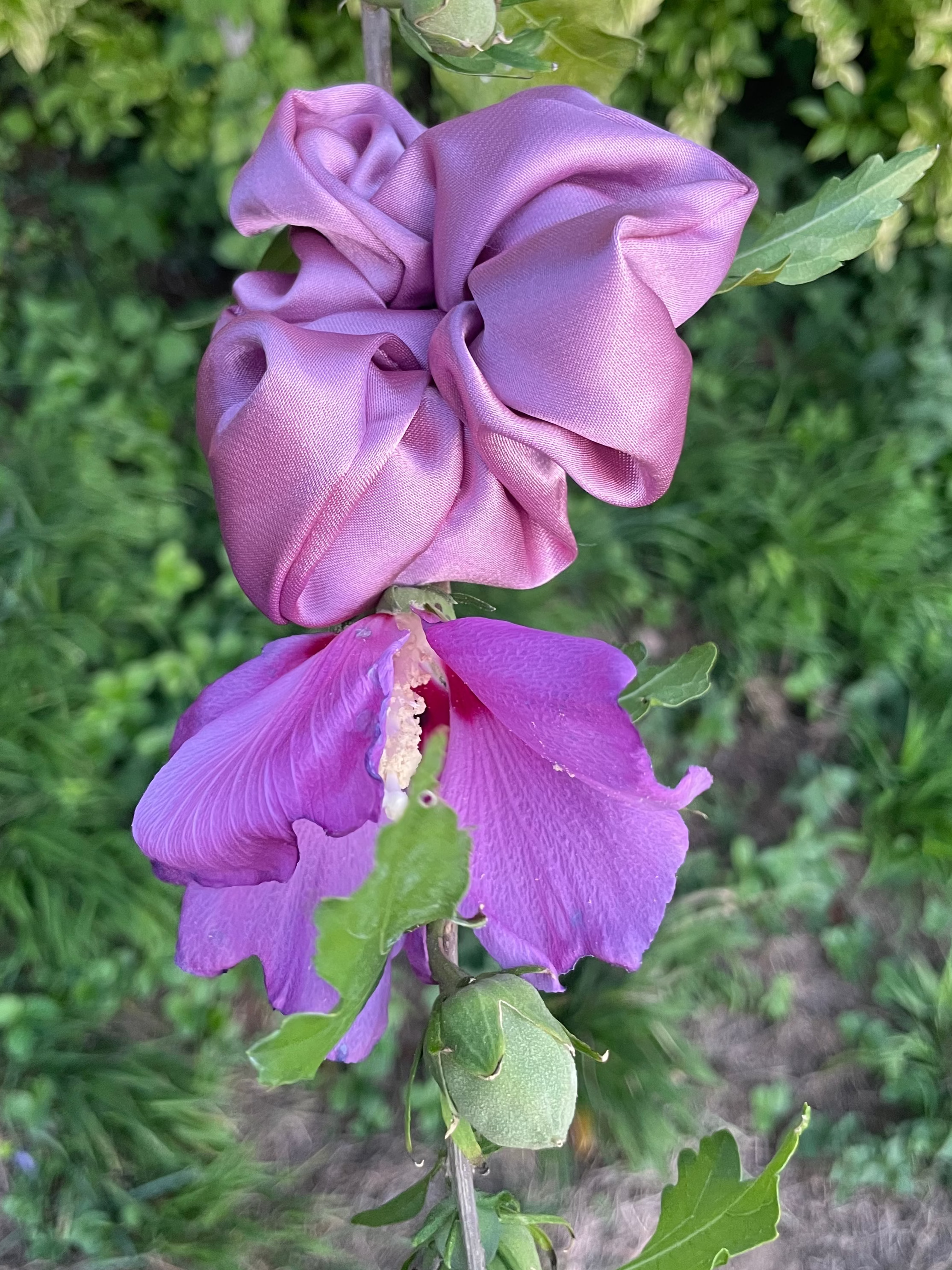 Berry Bloom