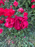 Red Cherry
